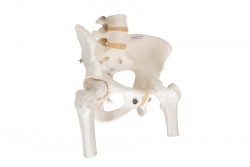 Model szkieletu miednicy żeńskiej z ruchomymi głowami kości udowej - 3B Smart Anatomy- 1000135 [A62]